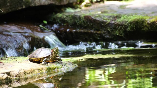 A turtle rests calmly on a rock near a flowing stream
