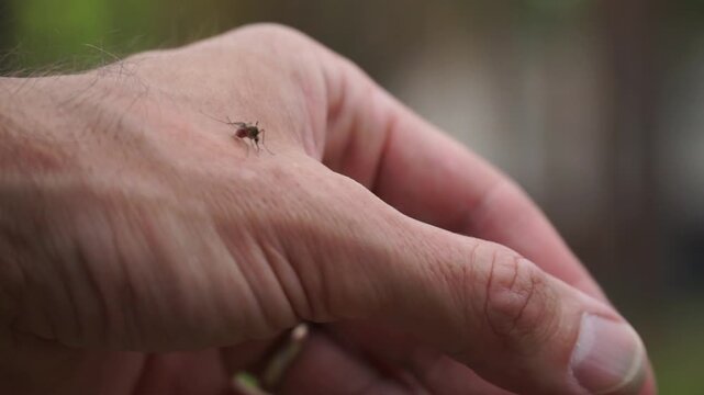 Aedes mosquito trying to suck blood. malareia fever. chikungunya fever. mosquito, insects, mosquitos, insect, summer, heat, nature