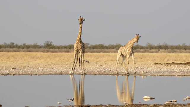 Two giraffes drink from a waterhole in Etosha National Park, Namibia.