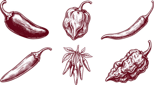 Vintage engraved illustration collection of hot peppers featuring chili jalapeno habanero and ghost pepper