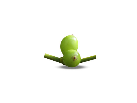 Viscum album or Viscum green fruits isolated on a white background