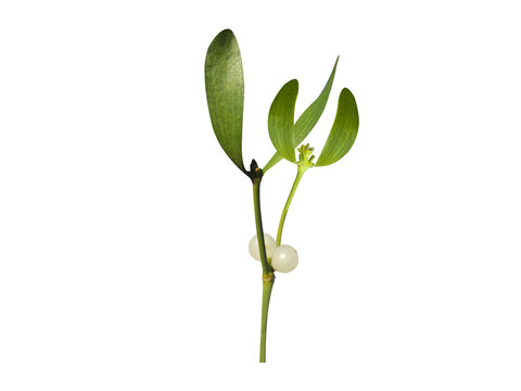 Viscum album or Viscum plant stem with fruits isolated on a white background