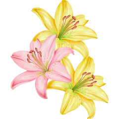 Fototapeta premium Watercolor Lilies Illustration