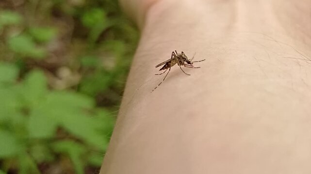 Aedes mosquito trying to suck blood. malareia fever. chikungunya fever. mosquito, insects, mosquitos, insect, summer, heat, nature