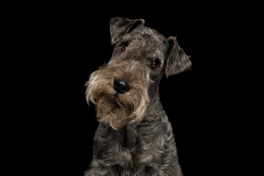Lakeland Terrier dog with calm and alert expression, looking at camera, studio portrait on black background