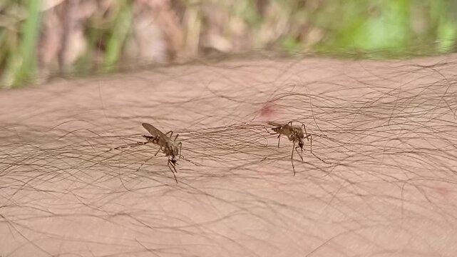 Aedes mosquito trying to suck blood. malareia fever. chikungunya fever. mosquito, insects, mosquitos, insect, summer, heat, nature