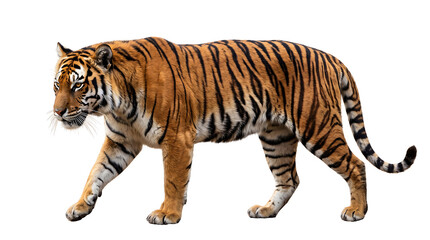 Obraz premium Tiger, orange, wild animal, striped, walking
