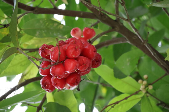 Fresh wax apples hanging gracefully on tree branches