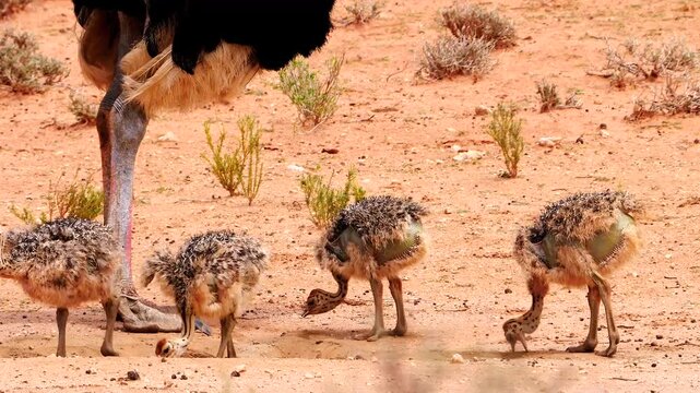 ostrich chicks pecking for food watched by ostrich male 023
