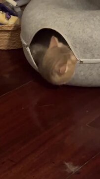 Fluffy cream colored cat performing playful acrobatic movements inside a cozy pet bed during an active funny home video footage