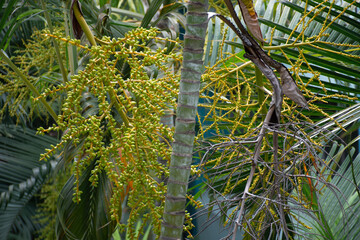 Palm Fruits Cluster with Tropical Vitality © SULTAN