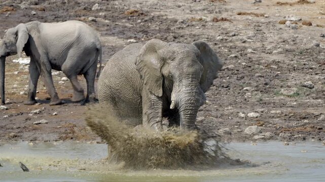 An African elephant splashing and bathing at a waterhole in Etosha National Park, Namibia. 