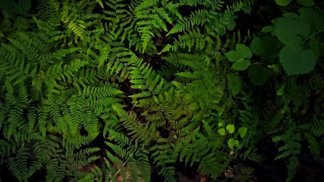 Close up top view of green fern in forest. The concept of pure nature, respect for the environment and conservation of forest ecosystems