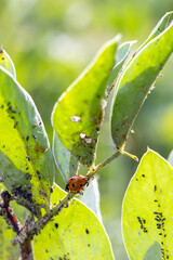 Naklejka premium Ladybug performing natural pest control on green plant