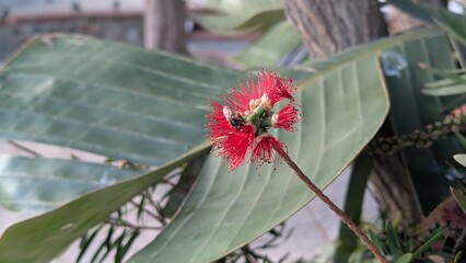 A honeybee collecting nectar on a red crimson bottle brush flower with green leaves background in Ceuta, Spain © Noriko