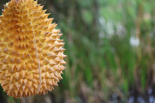 Yellow durian rind texture closeup