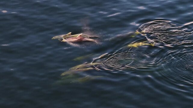 Bottlenose Dolphins enjoying the coast of Donegal between Shalway Point and Muckross Head, Ireland