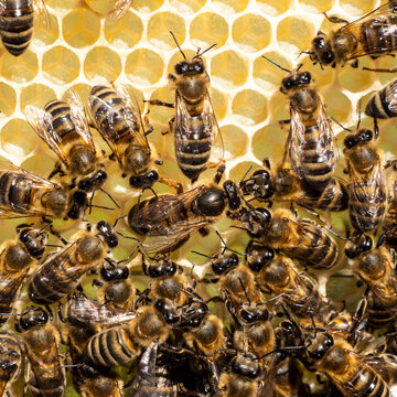 The Queen Bee lays her eggs in the honeycomb. Queen Bee is always surrounded by working bees &ndash; her servant.