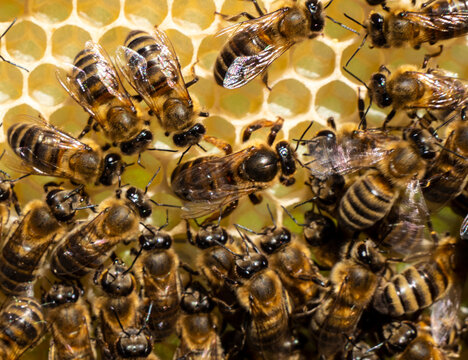 The Queen Bee lays her eggs in the honeycomb. Queen Bee is always surrounded by working bees &ndash; her servant.