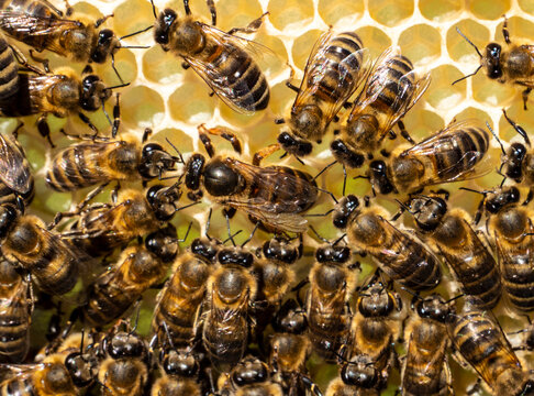 The Queen Bee lays her eggs in the honeycomb. Queen Bee is always surrounded by working bees &ndash; her servant.