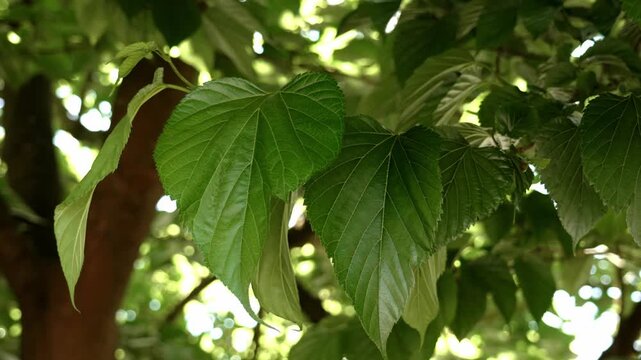 Large green leaves dangle from a branch. Natural foliage in a Morus alba tree canopy
