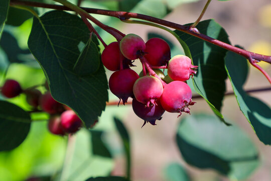 Bunches of round shadberries (juneberries) gradually ripen on a garden shrub branch among deep green leaves. The fruits display various shades, ranging from soft pink and vibrant red to deep purple.