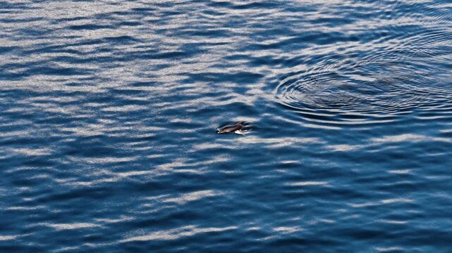 Bottlenose Dolphins enjoying the coast of Donegal between Shalway Point and Muckross Head, Ireland