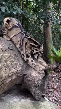 Clouded leopard stretching its muscular body on a large fallen wooden log in this crisp high definition wild animal video