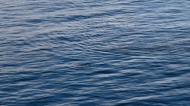 Bottlenose Dolphins enjoying the coast of Donegal between Shalway Point and Muckross Head, Ireland