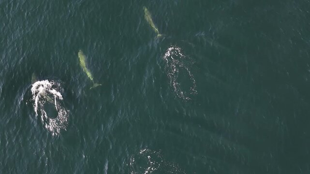 Bottlenose Dolphins enjoying the coast of Donegal between Shalway Point and Muckross Head, Ireland