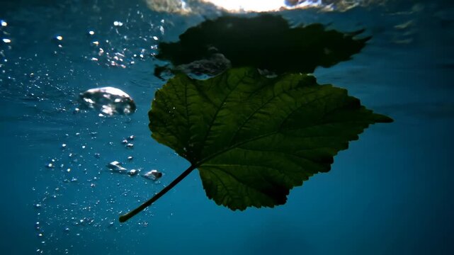 A single green leaf sinks underwater with air bubbles rising around it in a serene scene