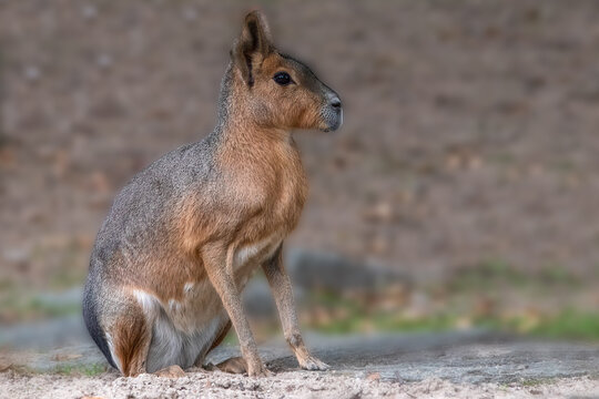 Patagonian mara sitting on sand looking forward with serene mood for wildlife editorial projects