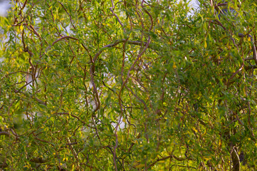 Fototapeta premium Fresh green leaves and twisted branches of a corkscrew willow (Salix matsudana) illuminated by the warm spring sun.