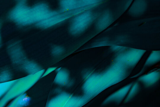 Light and shadow on dark green leaves.
