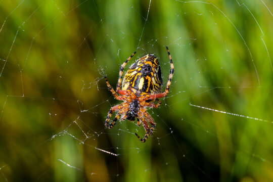 Ara&ntilde;a tejedora de cruz en la Sierra de Guadarrama