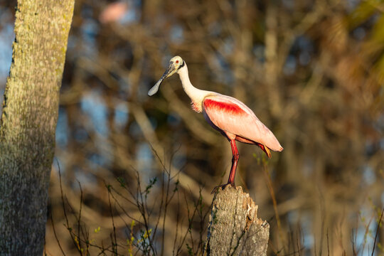 Roseate spoonbill standing on tree