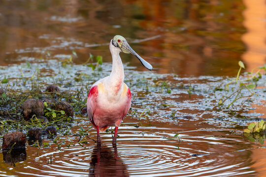 Roseate spoonbill standing in water