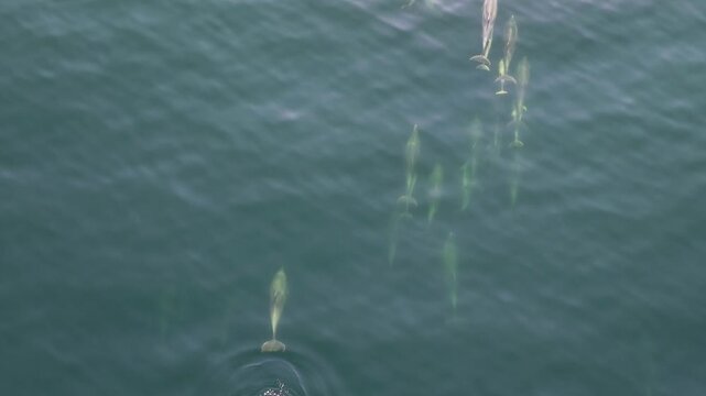 Bottlenose Dolphins enjoying the coast of Donegal between Shalway Point and Muckross Head, Ireland