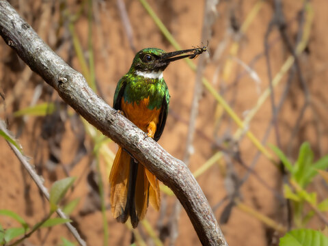 Rufous-tailed jacamar eating insect on tree branch