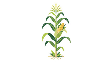 Fototapeta premium corn plant with green leaves and yellow corn