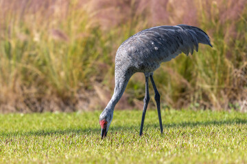 Sandhill crane foraging in the grass © Shane