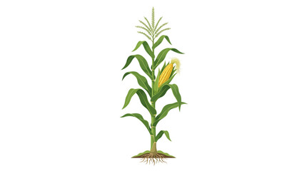 Fototapeta premium corn plant with roots and leaves