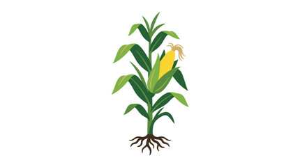Fototapeta premium corn plant with roots and leaves
