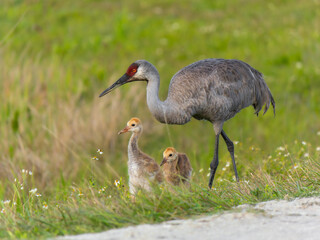 Sandhill crane with chicks in grass © Shane