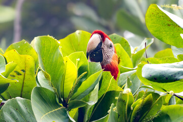 Scarlet macaw peeking in leaves © Shane