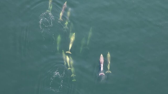 Bottlenose Dolphins enjoying the coast of Donegal between Shalway Point and Muckross Head, Ireland