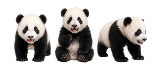 Adorable baby giant panda cub collection featuring three playful poses including standing front view, sitting, and walking side view, isolated on a white background. Cute fluffy wildlife set © MJ iceberg