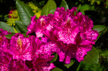 Fototapeta premium Vibrant magenta pink Rhododendron (Rhododendron) blooming in a spring garden. Beautiful bright floral close-up nature background with green leaves.