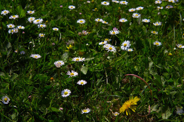 Fresh spring common daisies (Bellis perennis) blooming in sunlit green grass, macro close-up view of a vibrant meadow. © TomKorcak