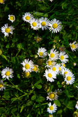 Fresh spring common daisies (Bellis perennis) blooming in sunlit green grass, macro close-up view of a vibrant meadow. © TomKorcak